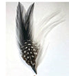 Feather 4” - Chicano Spot